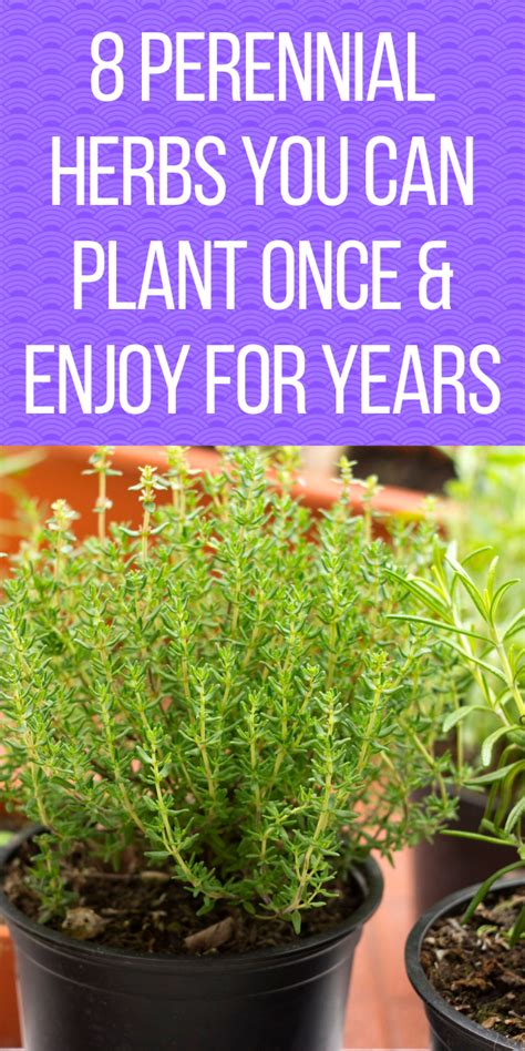 Perennial Herbs You Can Plant Once Enjoy For Years Gardening Sun