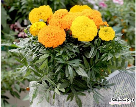 Super Dwarf African Marigold Seed Satisfaction 100