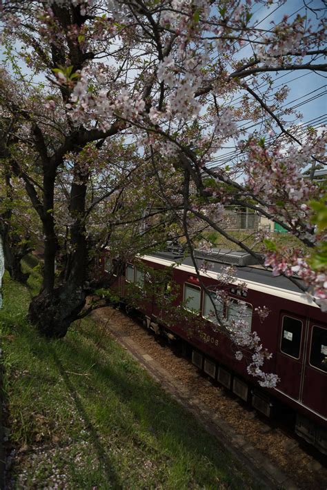 阪急電鉄 夙川・芦屋川駅間の桜風景