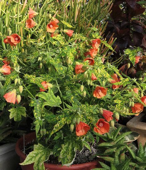 Abutilon Variegated Salmon Plants Perennials Variegated