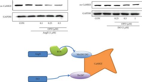 Effect Of OPD On CaMKII OPD Activated The Phosphorylation Of CaMKII In