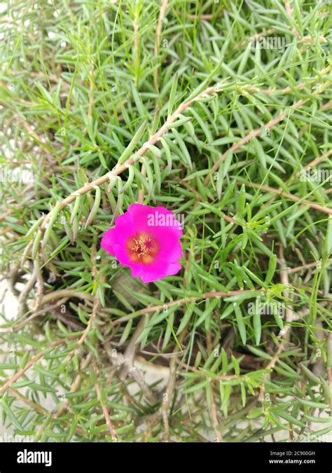 Portulaca Grandiflora Portulaca Moss Rose Planta Solar Rosa Solar