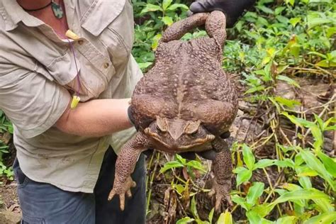 Sapo gigante venenoso 2 7 kg é encontrado na Austrália