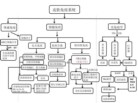 皮肤免疫系统word文档在线阅读与下载免费文档