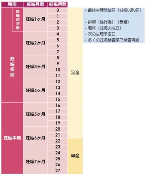 なぜ妊娠初期は流産しやすいの？原因やなりやすい人の特徴を知り予防しよう！