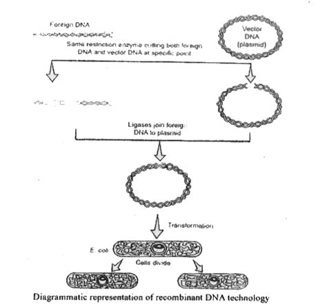 A Write Diagrammatic Representation Of Recombinant Dna Technology