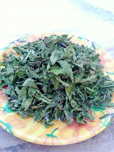 Green A Grade Organic Dried Mint Leaf Packaging Type Loose At Rs