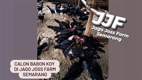 Menengok Calon Babon KOY Di Kandang Jago Joss Farm Semarang Semoga