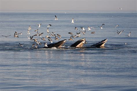 Understanding Vessel Operations, Sonar, and Whale Safety