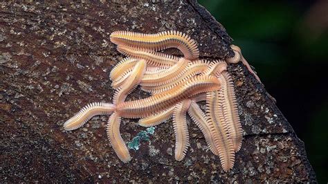 Molting Millipedes | Western Carolina Botanical Club