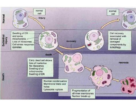 General Pathology Lecture 1 Introduction And Cell Injury