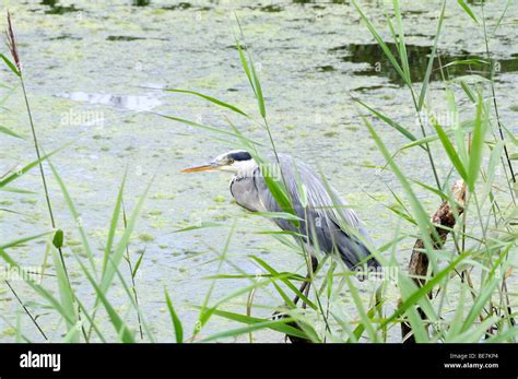 Grey Heron Ardea Cinerea Fishing N Reed Beds Welsh Wildlife Centre