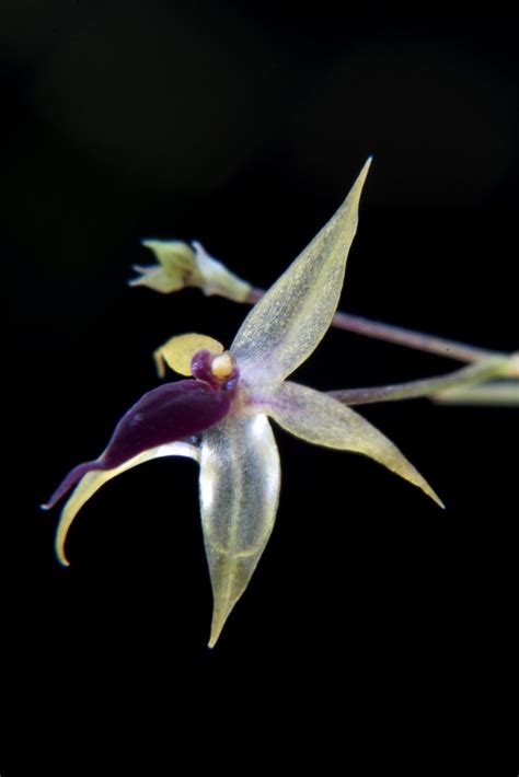 Platystele Propinqua Wiel Driessen Flickr