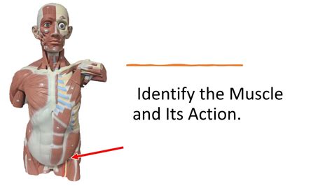 The Complete Muscle Flash Cards For Anatomy Practical Exam Muscle