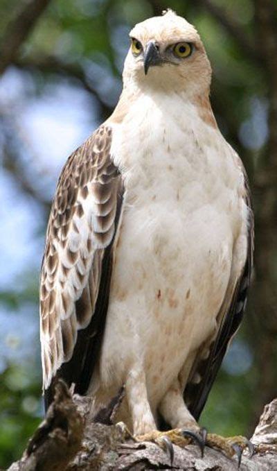 FLORES HAWK EAGLE Nisaetus Floris Yahoo Image Search Results