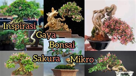 Inspirasi Gaya Bonsai Sakura Mikro Bonsai Juara YouTube