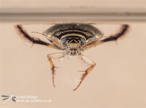 Lesser Diving Beetle Acilius Sulcatus Larva Uk Wildlife