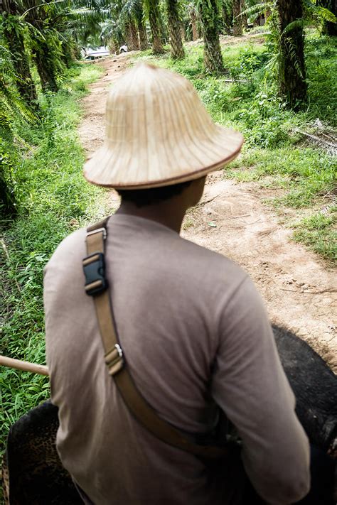 Mahout Photograph by Jijo George - Fine Art America