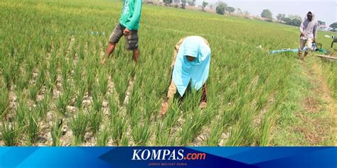 Terdampak Kekeringan Ratusan Hektar Tanaman Padi Di Jombang Terancam