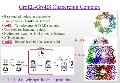 PPT Evidence For Weakened Activity Of Mycobacterial Chaperonins