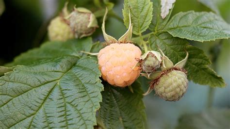 Fall Gold Raspberry 60 Day Timelapse Planting To Harvest Youtube