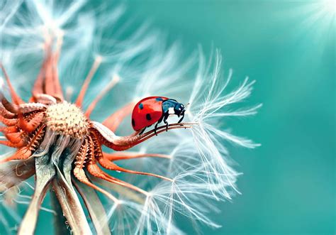 328 Ladybug Ladybugs Hd Wallpaper Pxfuel