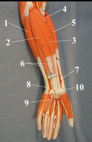 Dry Lab Exam 2 Section 2 Forearm Flashcards Quizlet