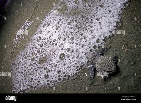 Golfina Pacific Ridley Tortuga Golfina Tortugas De Mar Tortugas Ridley Del Pacífico