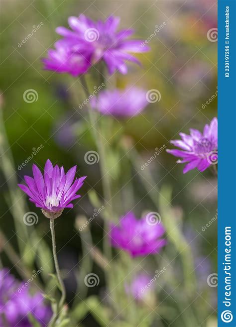 Xeranthemum Annuum Violet Immortelle Fleurs En Fleurs Groupe De Plantes