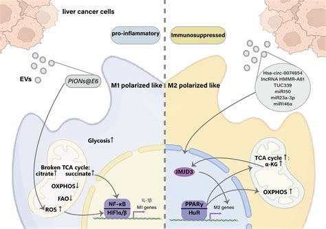 Frontiers H Tex Mediated Signaling Between Hepatocellular Carcinoma