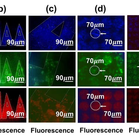 Pdf Fast Tunable Biological Fluorescence Detection Device With