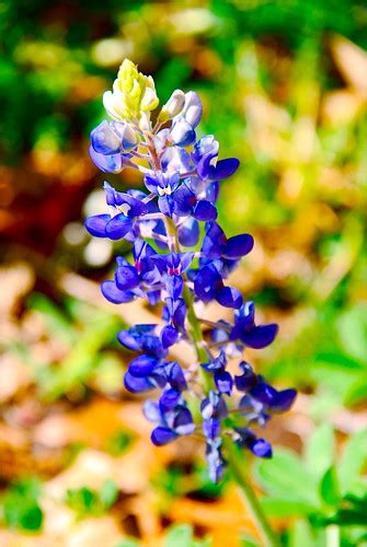 Texas State Flower The Bluebonnet Is The State Flower Of T Flickr