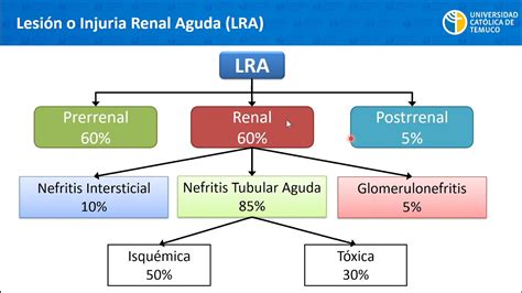 Funci N Renal Lesi N Renal Aguda Lra Y Enfermedad Renal Cr Nica