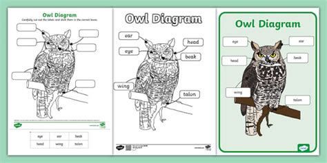 Owl Diagram Pack L Enseignant A Fait Twinkl