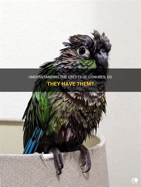 Understanding The Crests Of Conures Do They Have Them PetShun