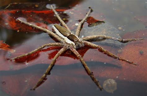 Common Spider Families Of Mumbai