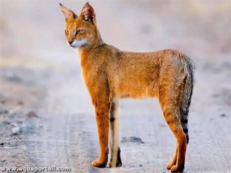 felis chaus chat des marais