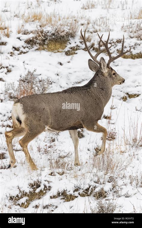 Mule Deer Odocoileus Hemionus Buck With Antlers During A Wintry November In The South Unit Of