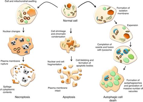 apoptosis cell morphology