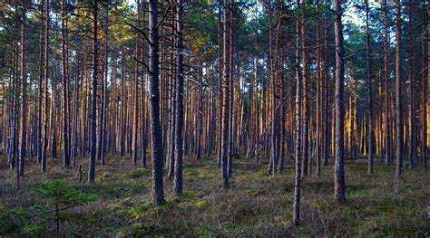 Pine Forest Photos, Download The BEST Free Pine Forest Stock Photos ...