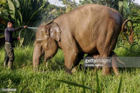 196 Mating Elephants Stock Photos, High-Res Pictures, and Images ...