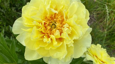 Paeonia Bartzella Itoh Hybrid Peony For Sale