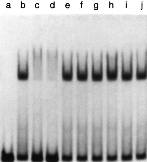 Binding Of Seqa Protein To Dna Requires Interaction Between Two Or More