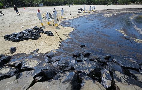 Une marée noire défigure une plage paradisiaque à Singapour la faune