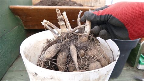 How To Sprout Dahlia Tubers Back Gardener