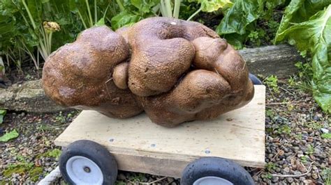 Giant New Zealand potato is not in fact a potato, Guinness World Records rules - Beautiful ...