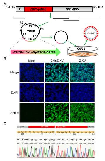 Vaccines Free Full Text Rapid Generation Of Recombinant