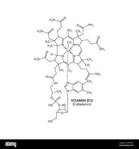 Métabolisme de vitamin b12 Schwarzweiß Stockfotos und bilder Alamy