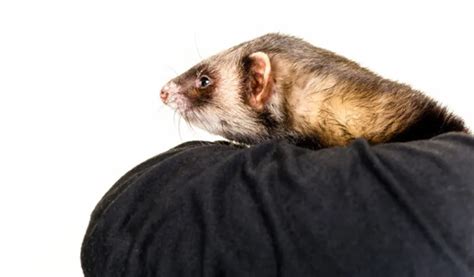 Are Ferrets Rodents Understanding The Differences Petsbuilder