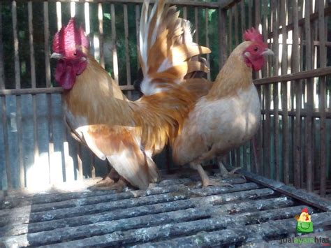 Ayam Kate Dewasa Jual Ayam Hias